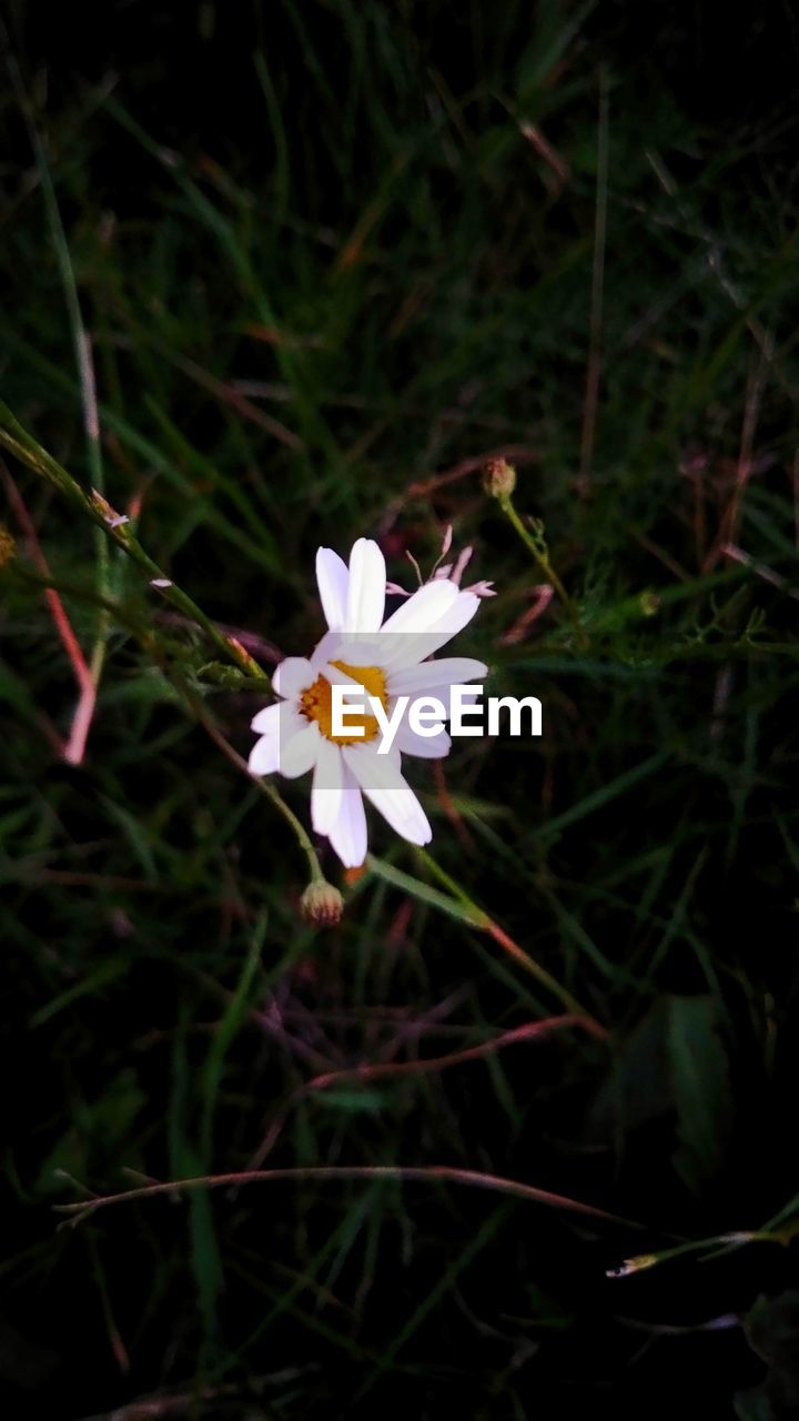 HIGH ANGLE VIEW OF WHITE FLOWER BLOOMING OUTDOORS