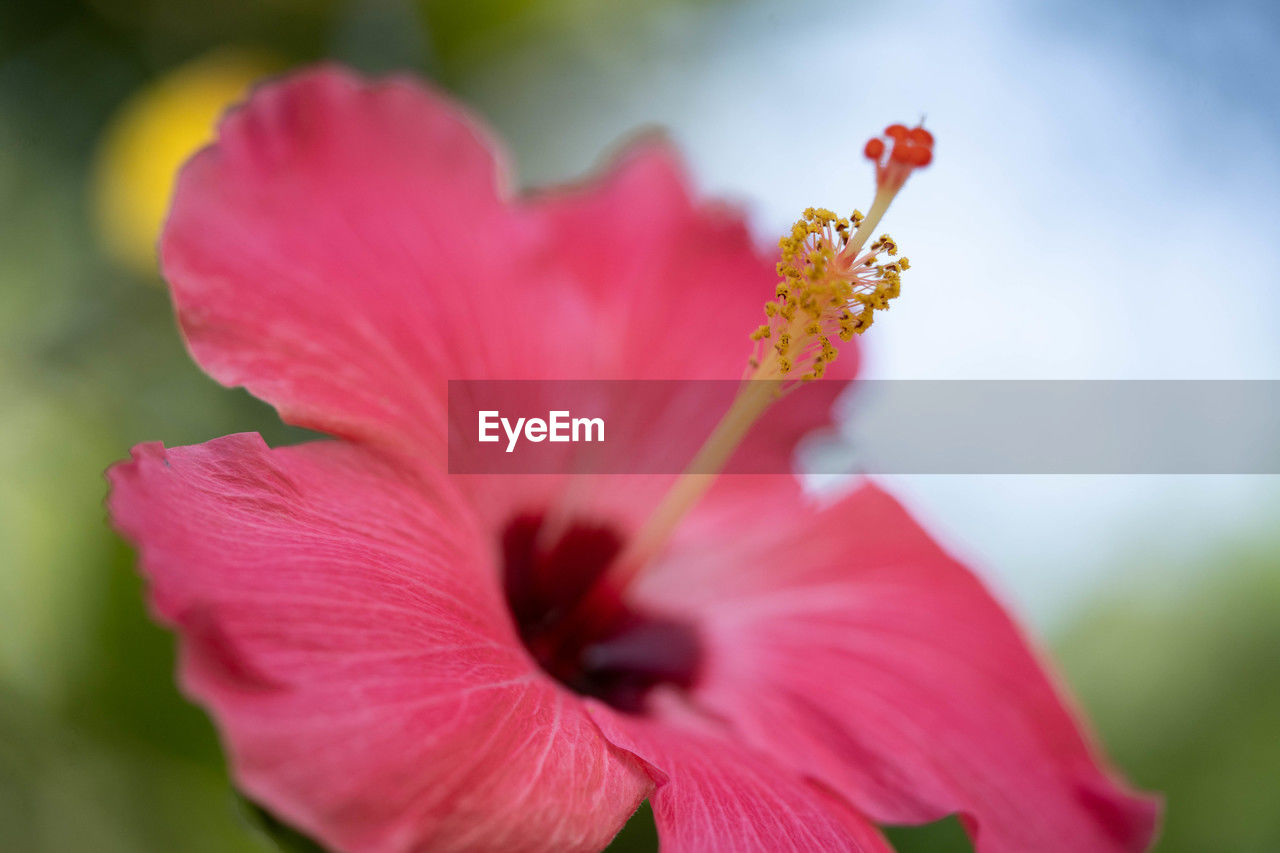 flower, flowering plant, plant, freshness, beauty in nature, hibiscus, petal, fragility, close-up, flower head, macro photography, inflorescence, nature, pink, malvales, pollen, blossom, growth, stamen, red, no people, outdoors, springtime, focus on foreground, macro, selective focus, vibrant color, botany, summer, day, extreme close-up
