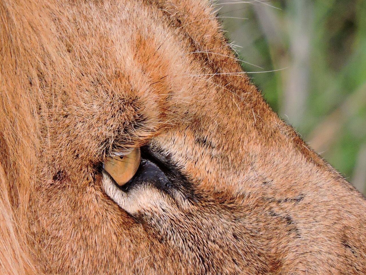 CLOSE-UP OF EYE