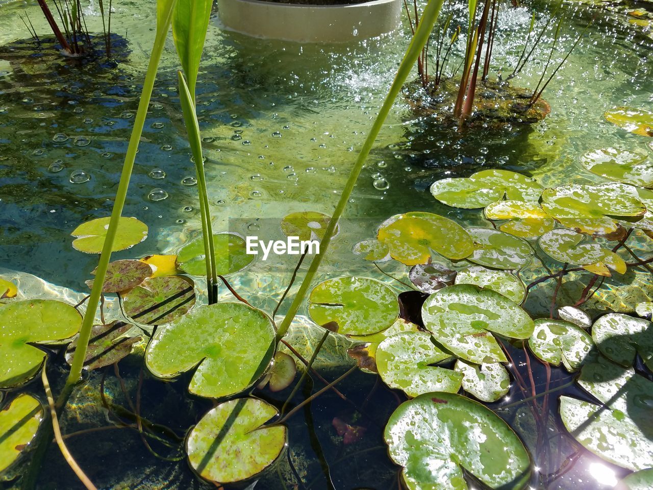 High angle view of water lily in lake