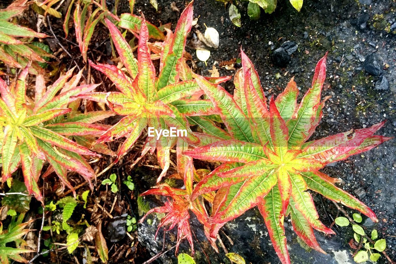 CLOSE-UP OF MAPLE LEAVES DURING AUTUMN