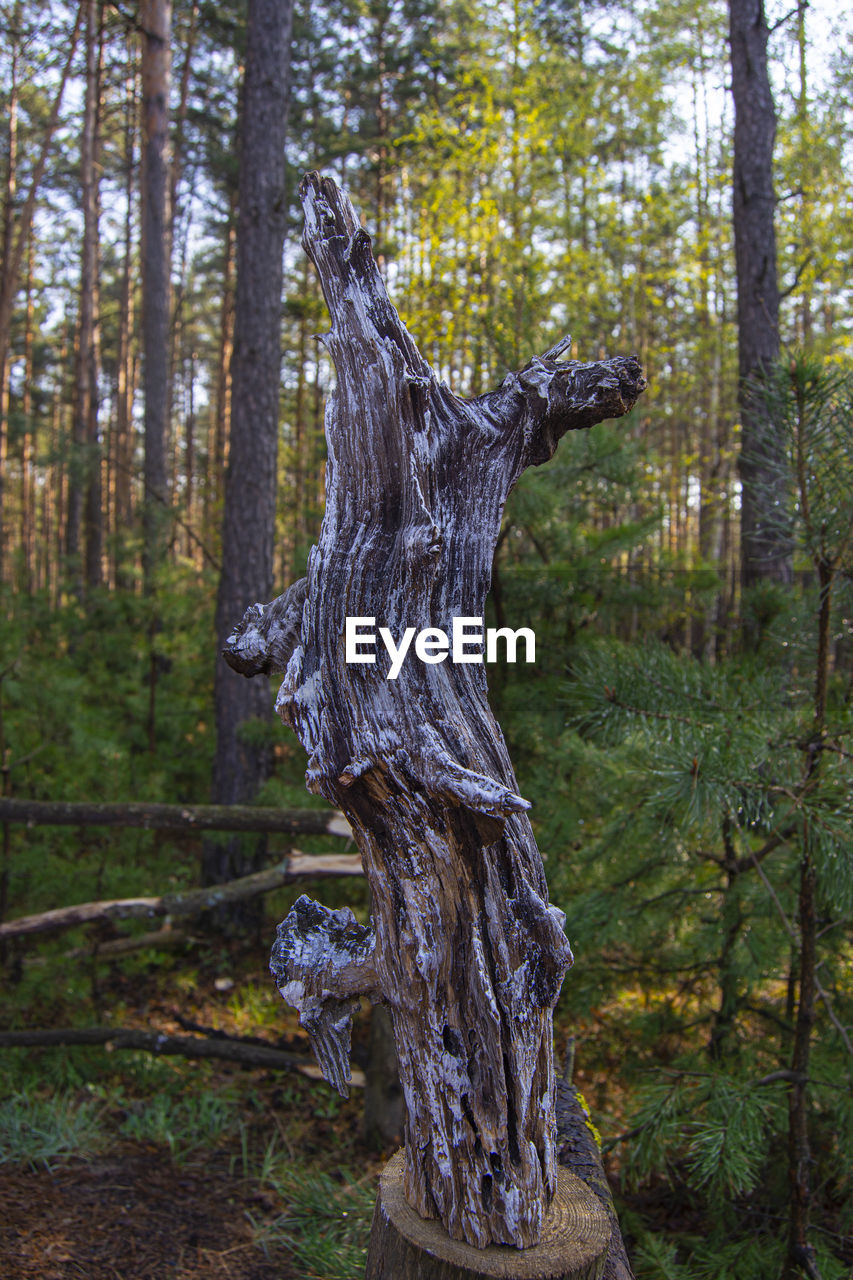 TREE TRUNKS IN FOREST