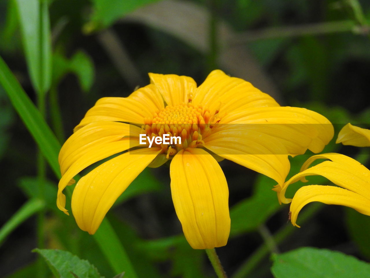 CLOSE-UP OF YELLOW FLOWER ON LEAF