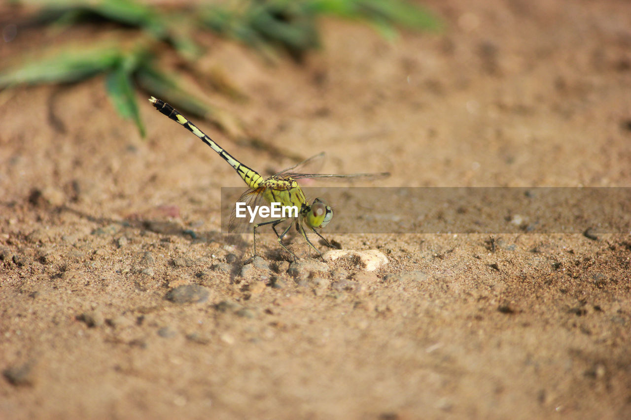 CLOSE-UP OF GRASSHOPPER ON A LAND