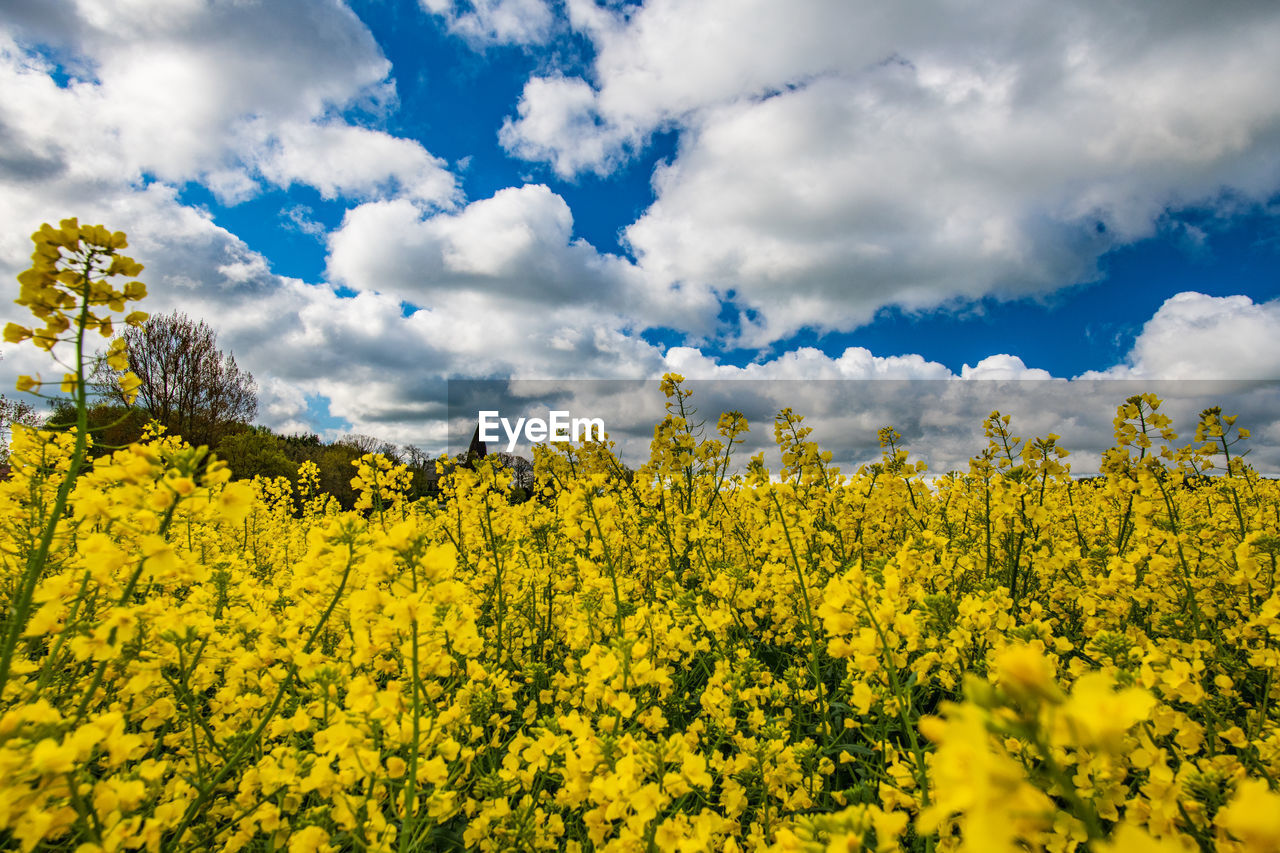 Scenic view of oilseed rape field against cloudy sky