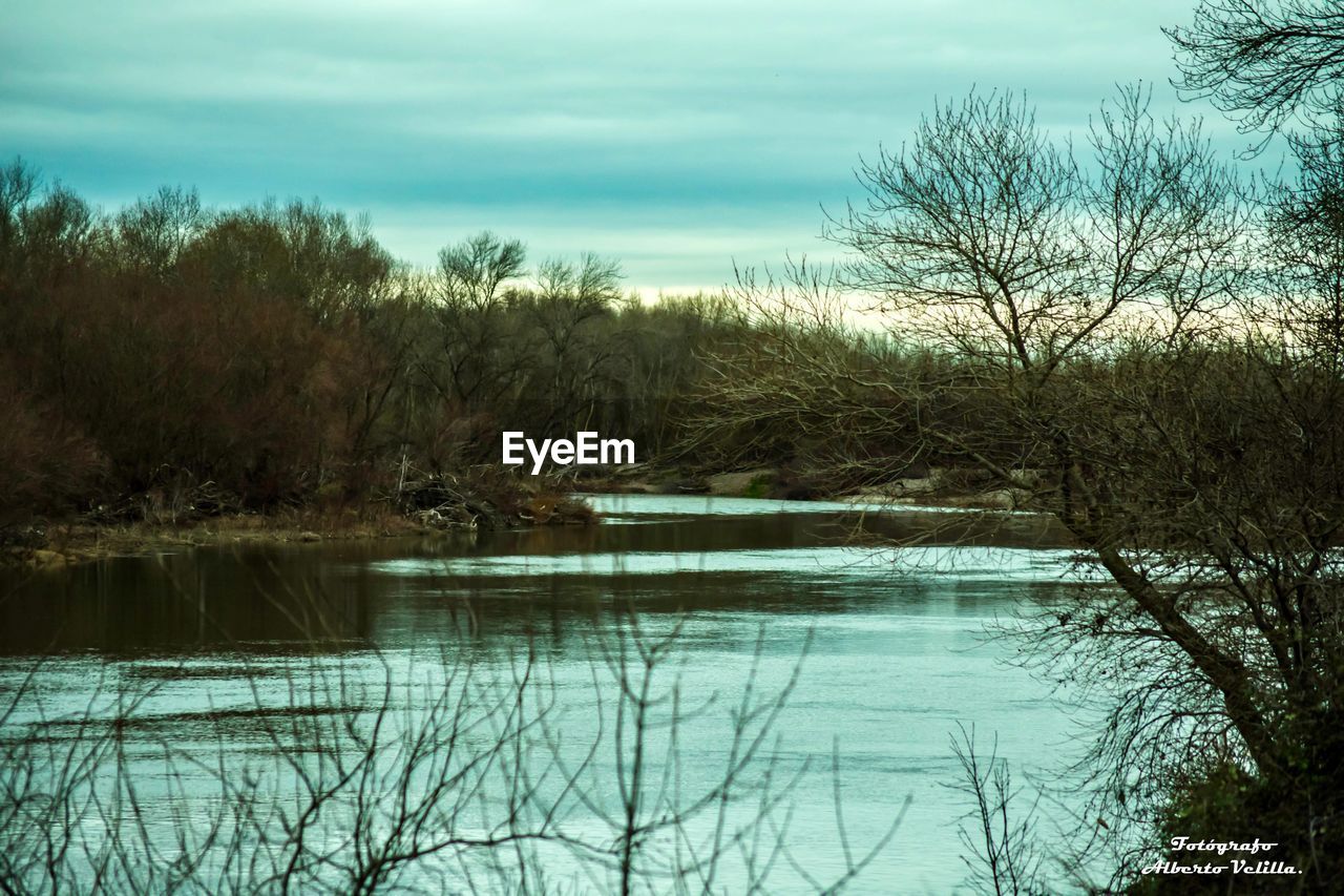 TREES BY LAKE AGAINST SKY