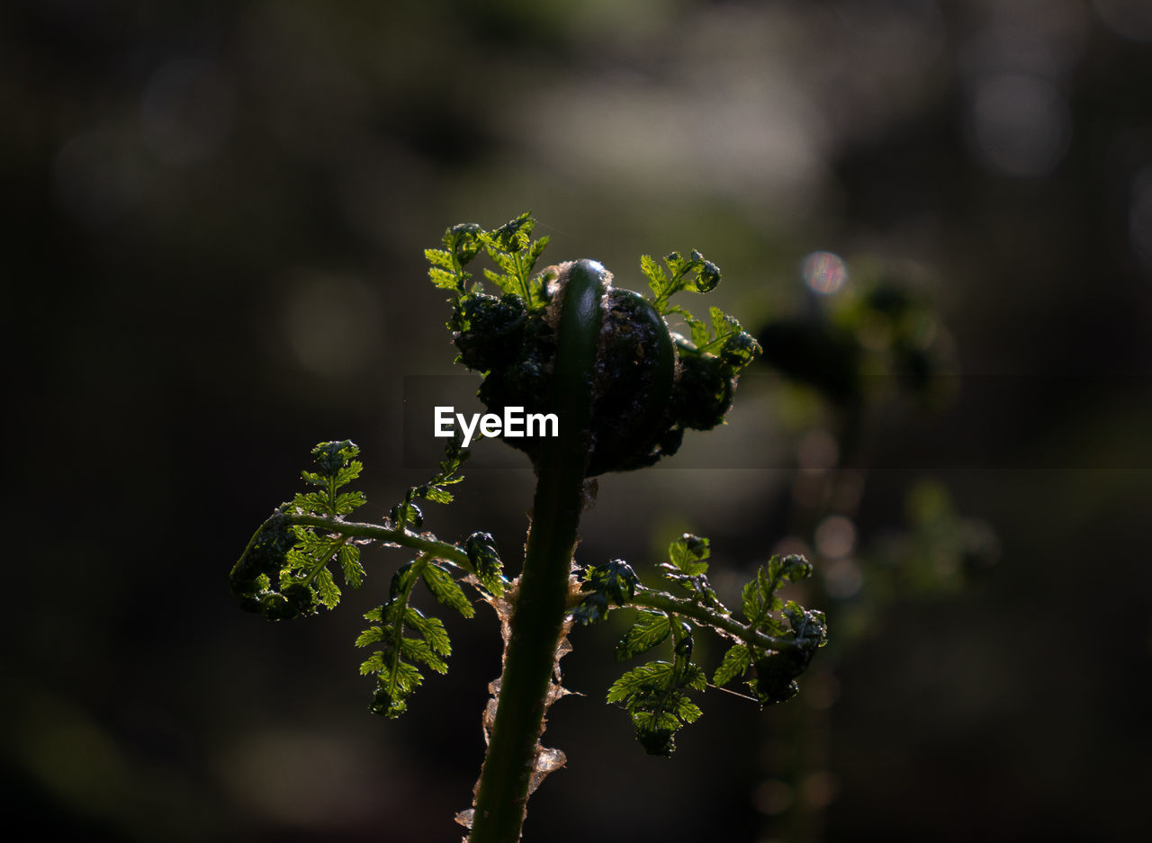 Close-up of flowering plant