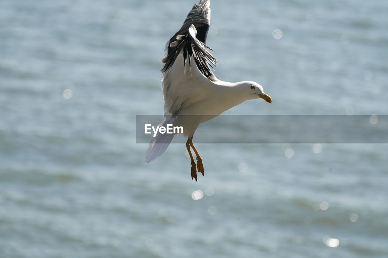 CLOSE-UP OF SEAGULL FLYING