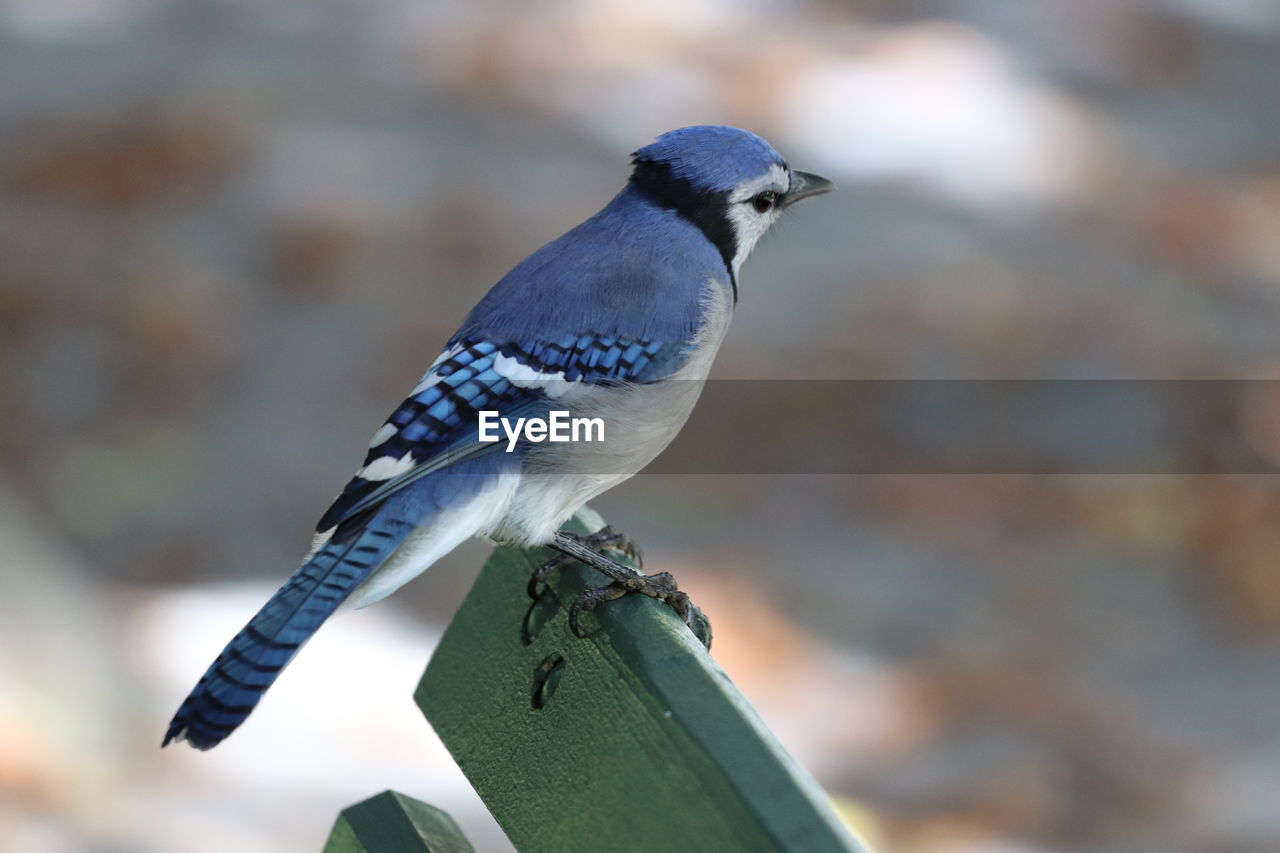 BIRD PERCHING ON A WOOD