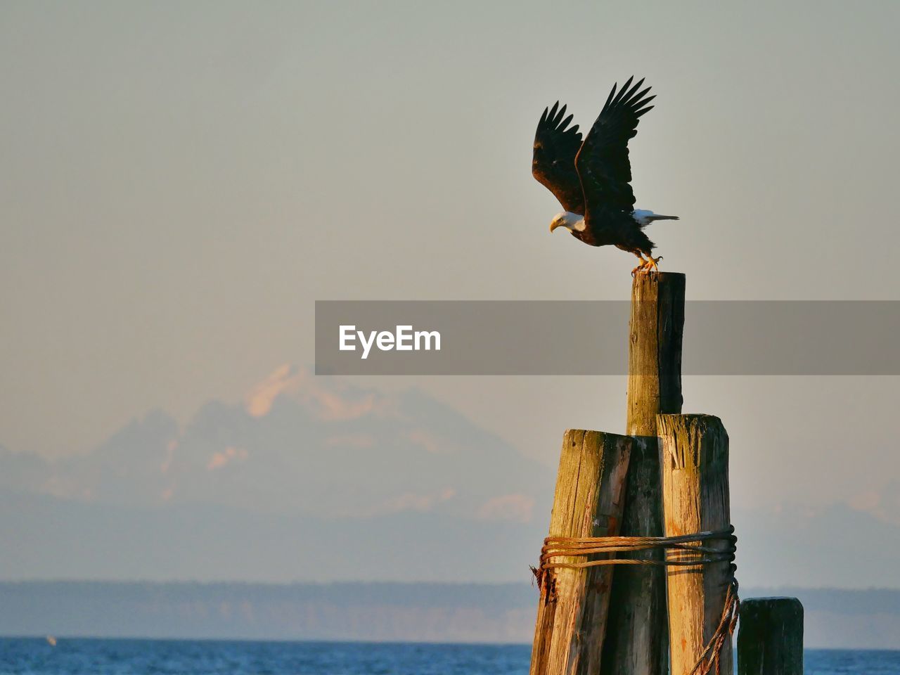 Eagle perching on wooden post by sea against clear sky