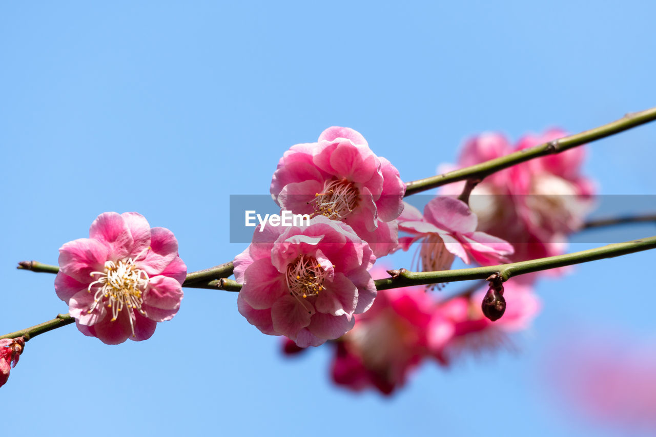 CLOSE-UP OF PINK CHERRY BLOSSOMS AGAINST SKY