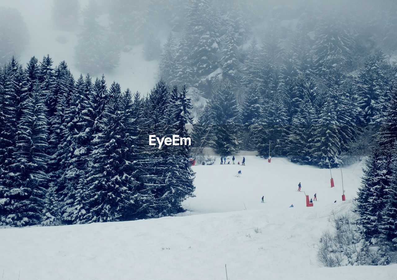 People skiing on snow amidst trees