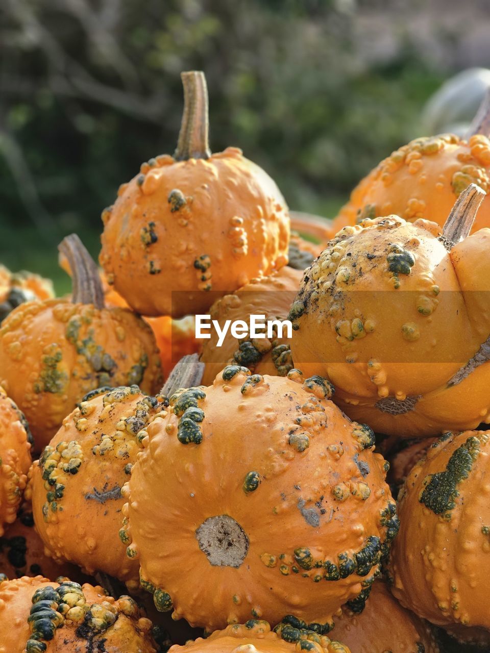 food, food and drink, produce, vegetable, close-up, healthy eating, autumn, freshness, nature, no people, plant, macro photography, orange color, flower, pumpkin, focus on foreground, wellbeing, outdoors, day, growth, fruit