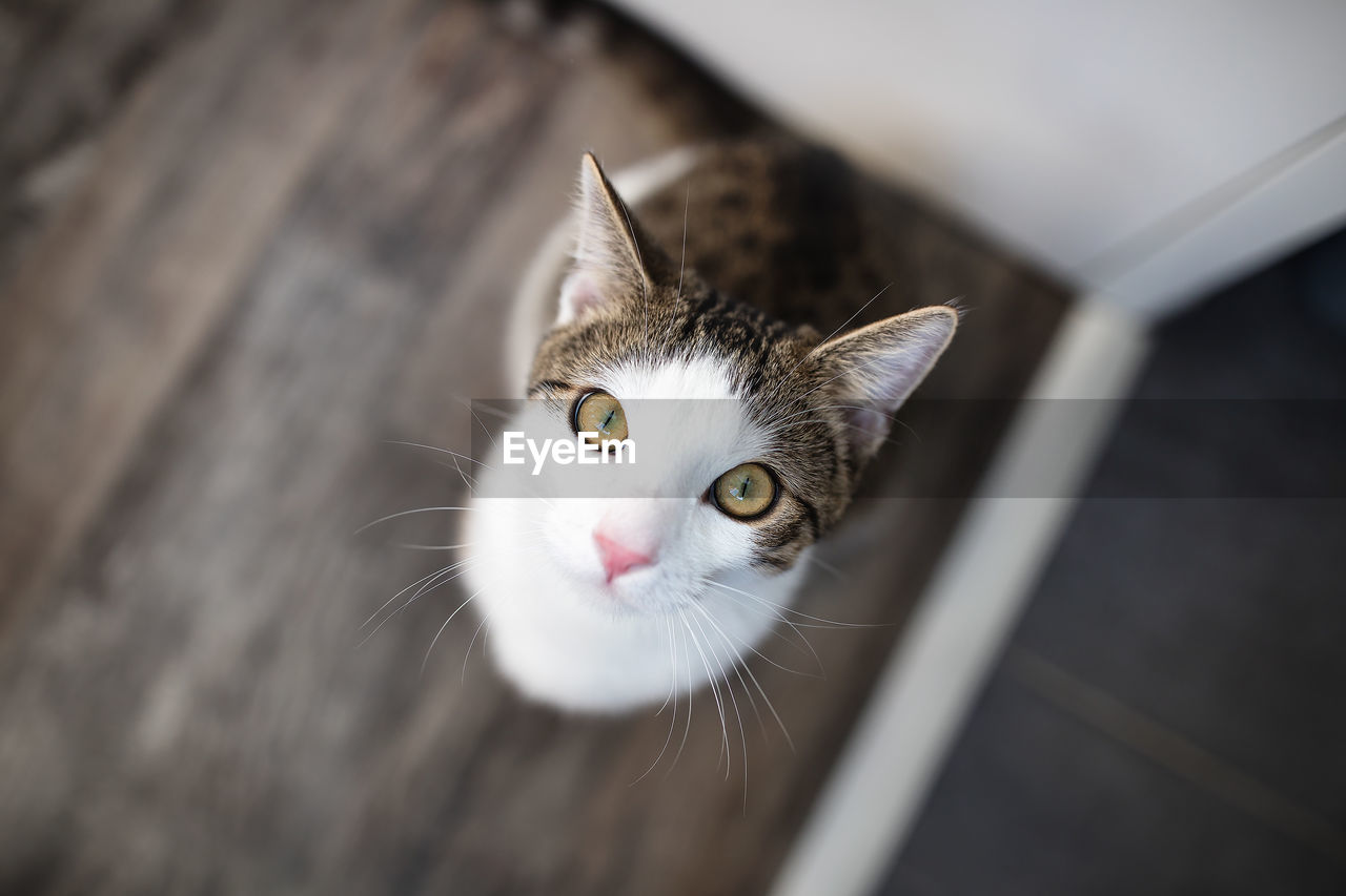 Domestic cat sitting on the floor, view from above