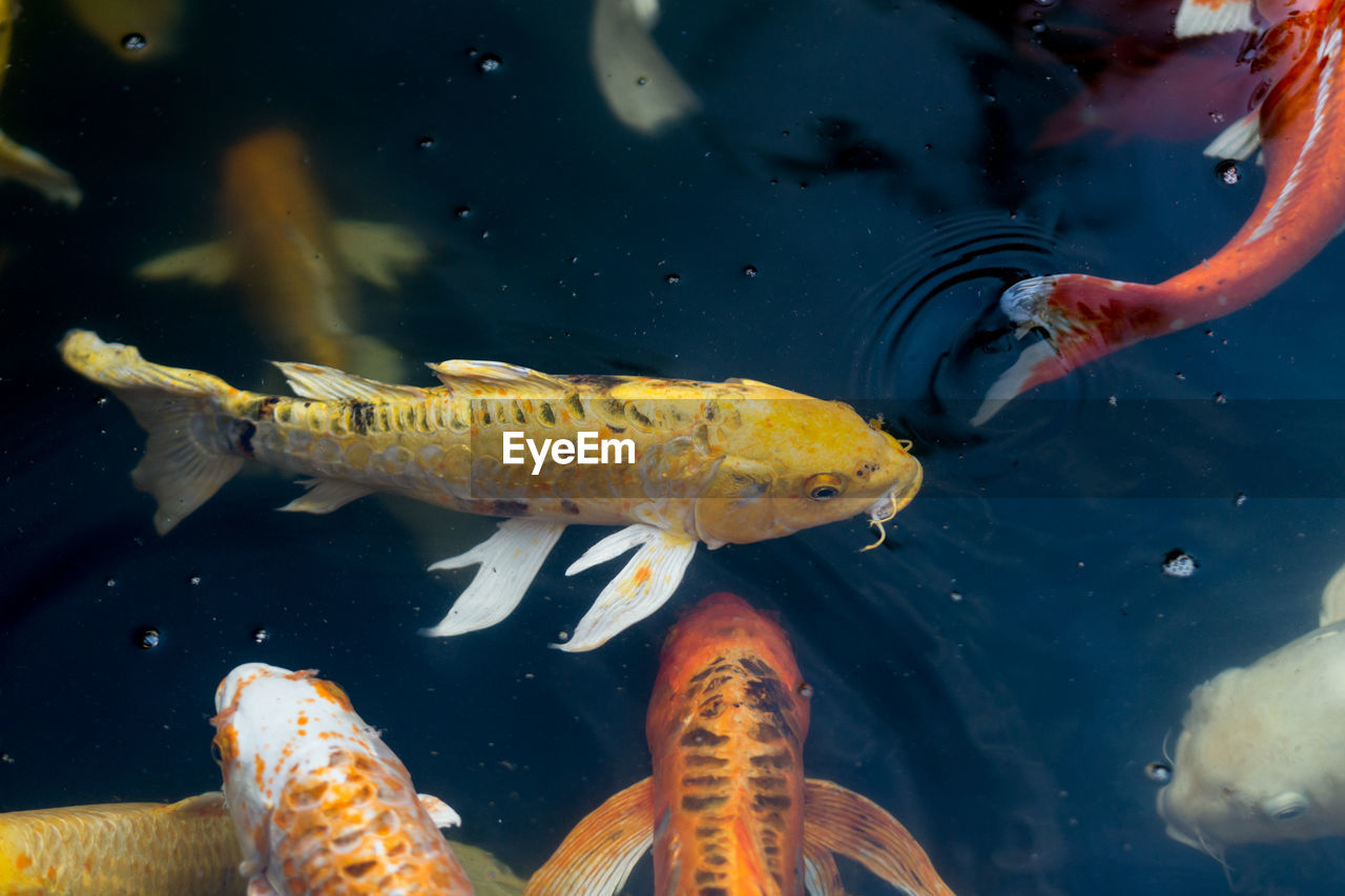 VIEW OF FISH SWIMMING IN SEA