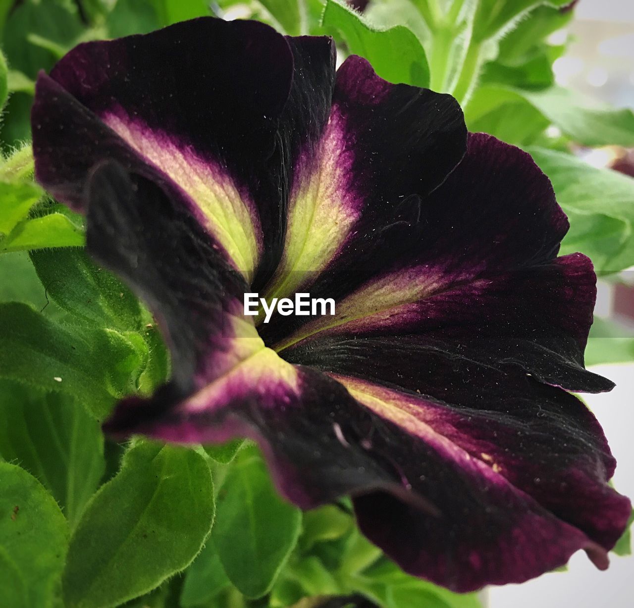 Close-up of purple flowers blooming in park