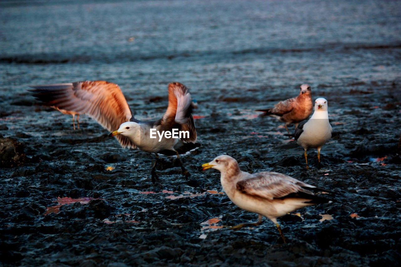 DUCKS ON LAKE