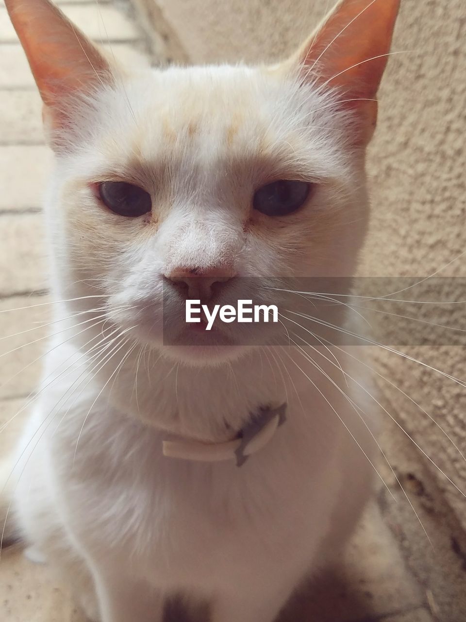 Close-up portrait of cat