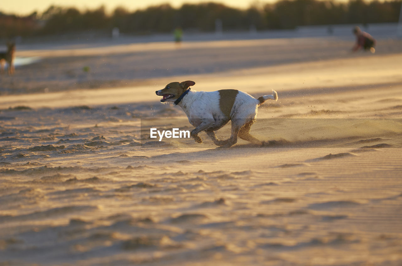 DOG WALKING ON THE BEACH