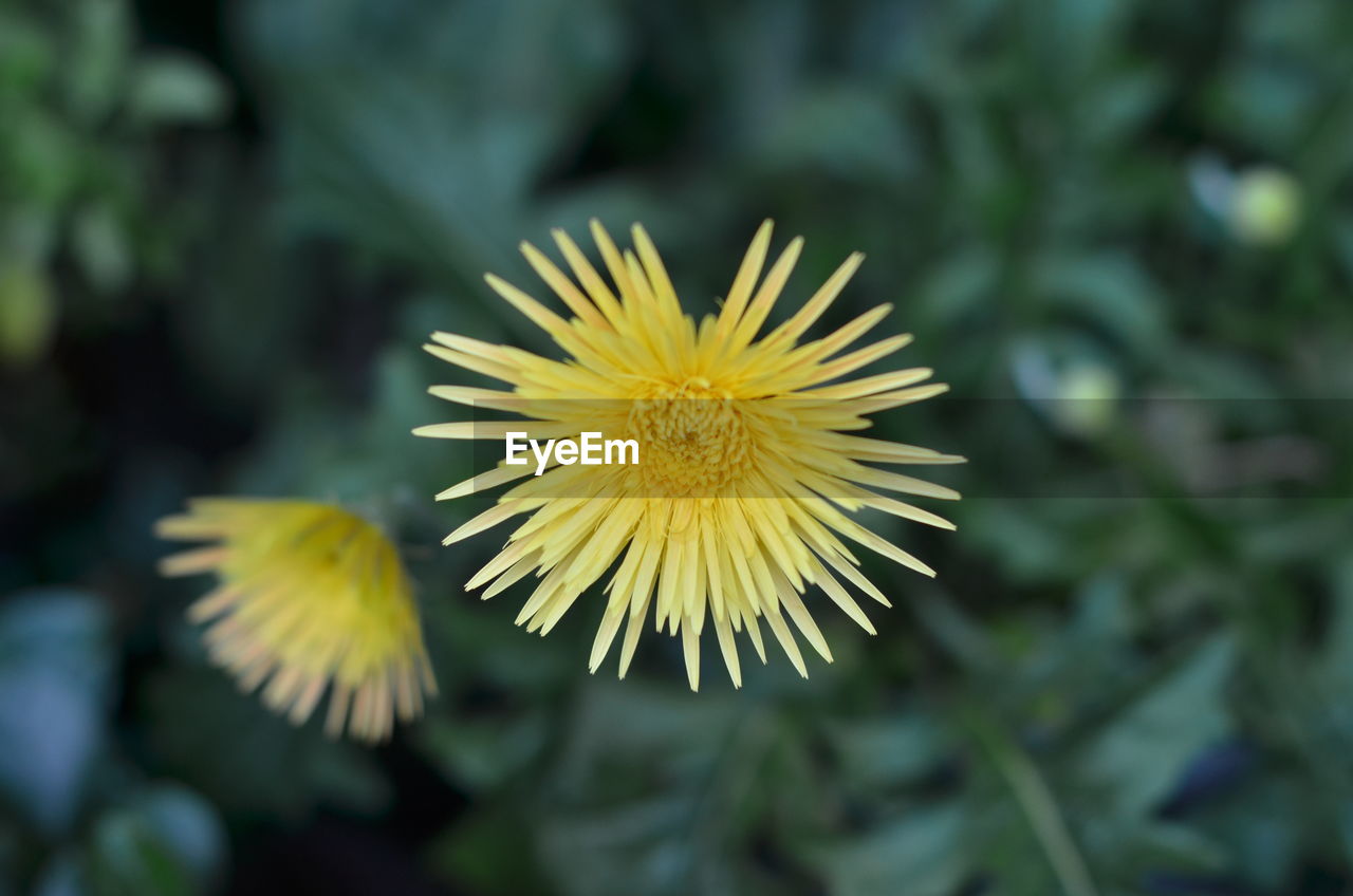 CLOSE-UP OF YELLOW FLOWERING PLANTS