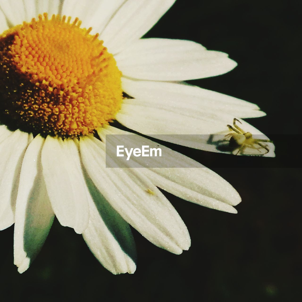 CLOSE-UP OF HONEY BEE ON YELLOW FLOWER