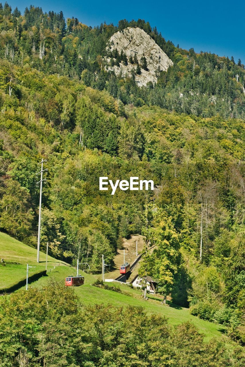 High angle view of trees and plants on land