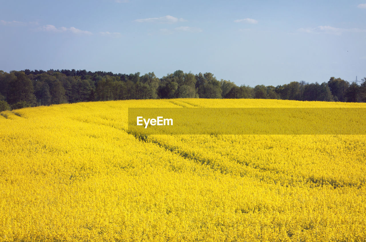 View of rural landscape