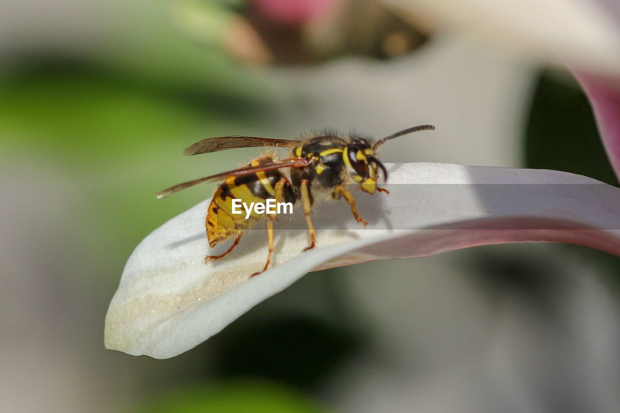 CLOSE-UP OF HONEY BEE POLLINATING ON FLOWER