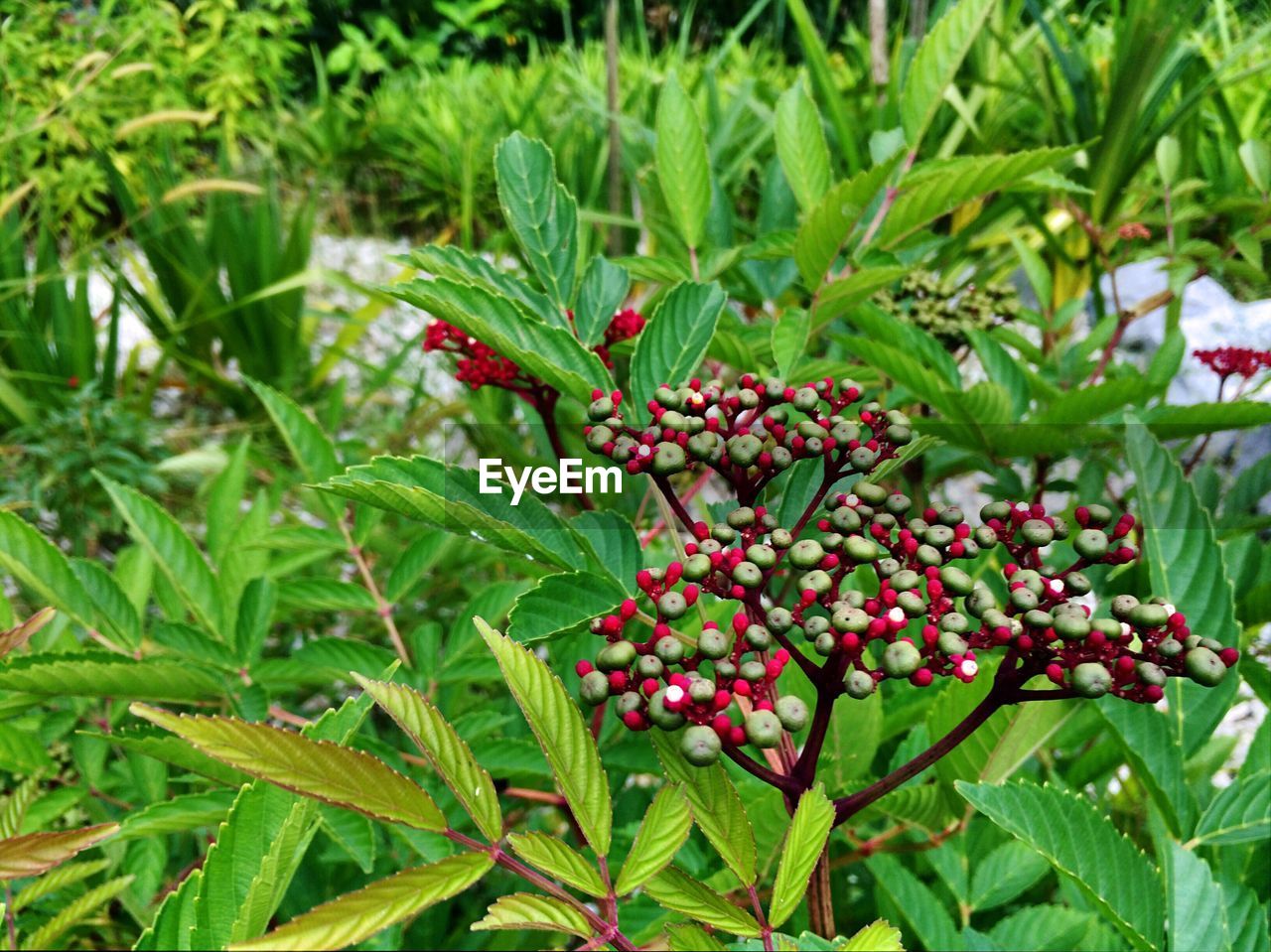 CLOSE-UP OF BERRY GROWING ON PLANT