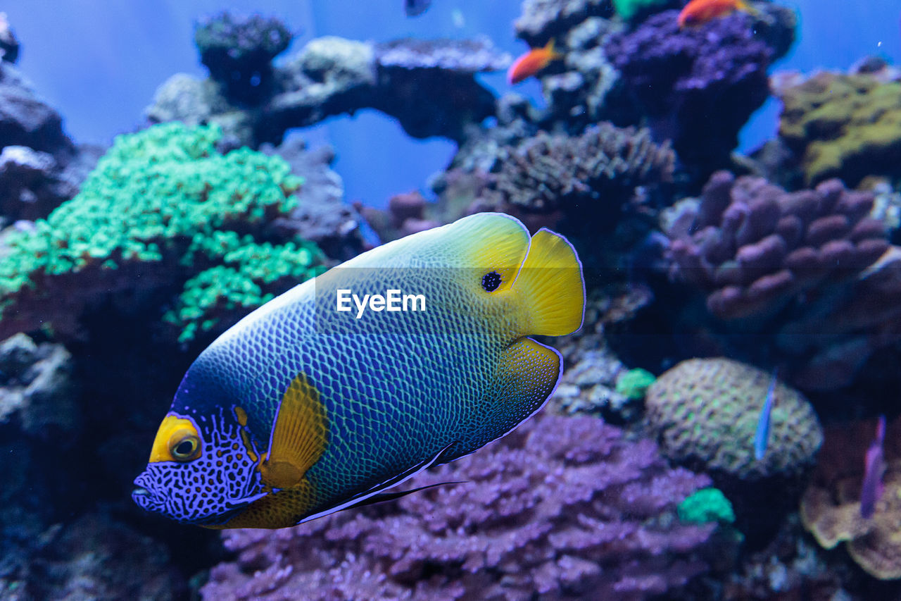 Close-up of blueface angelfish swimming in sea