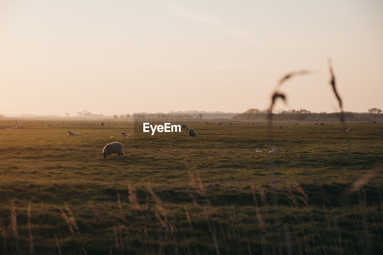 View of farm animals in the distance in an open field during blue hour in norfolk, england, uk.