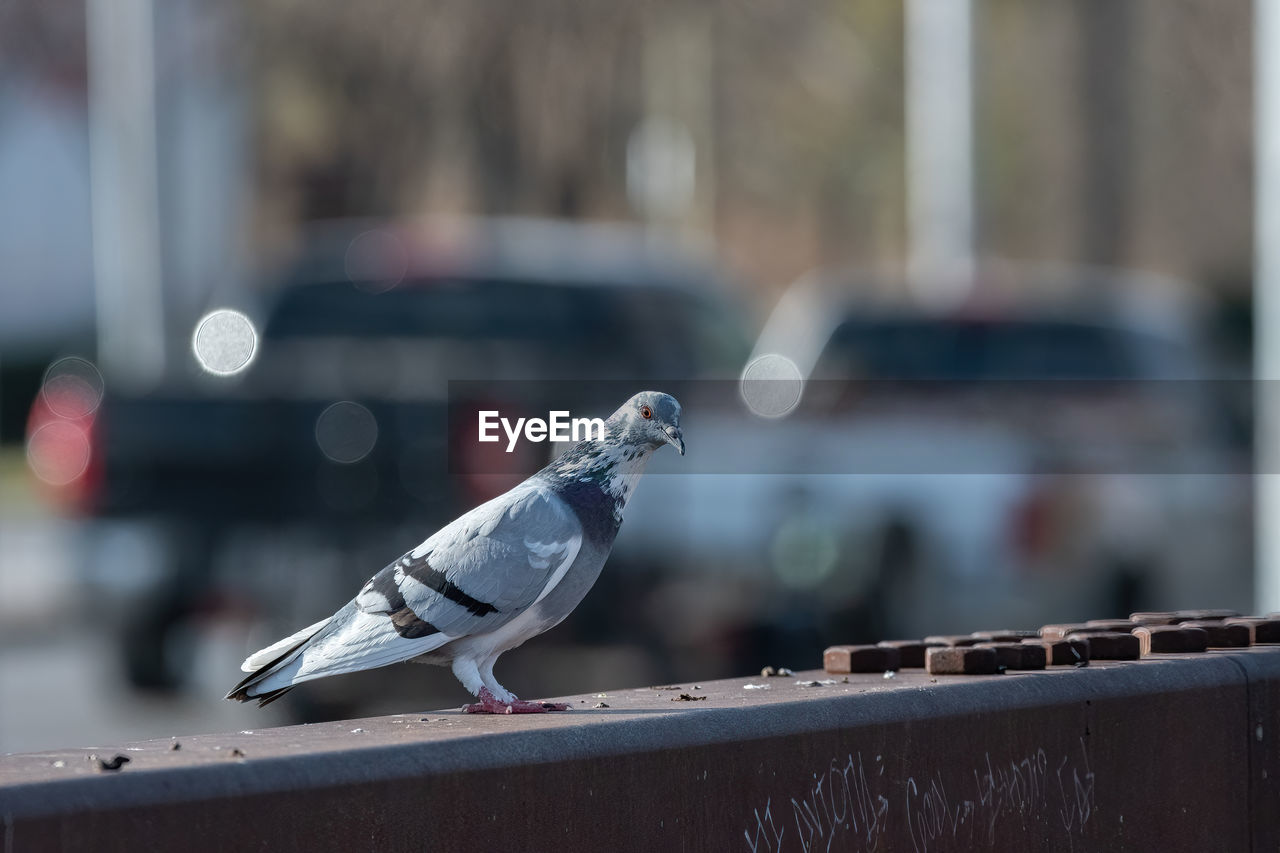 A rock pigeon standing on a bridge rail as cars pass behind it