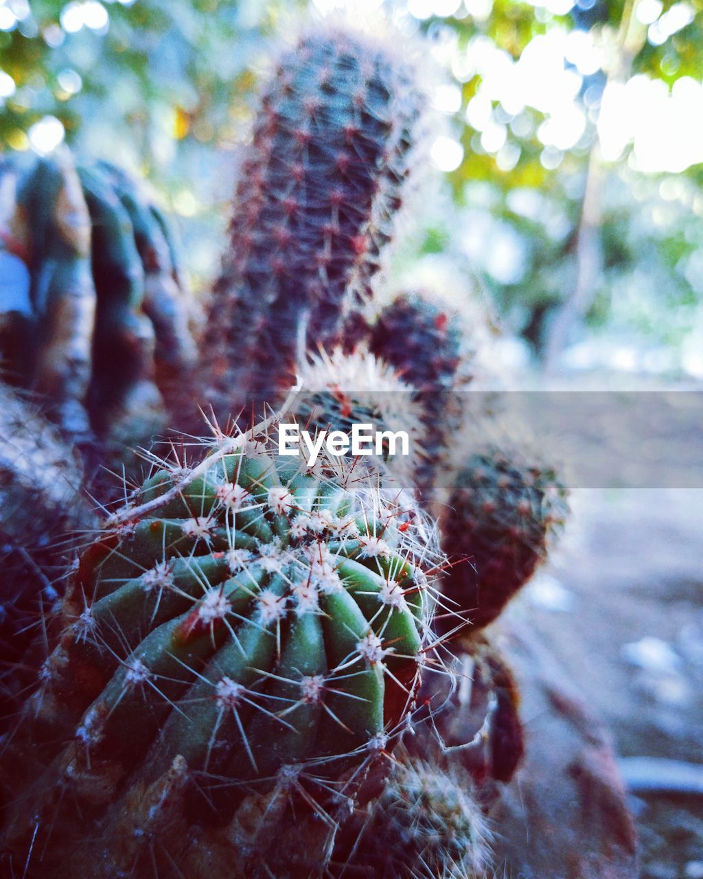 CLOSE-UP OF CACTUS FLOWER