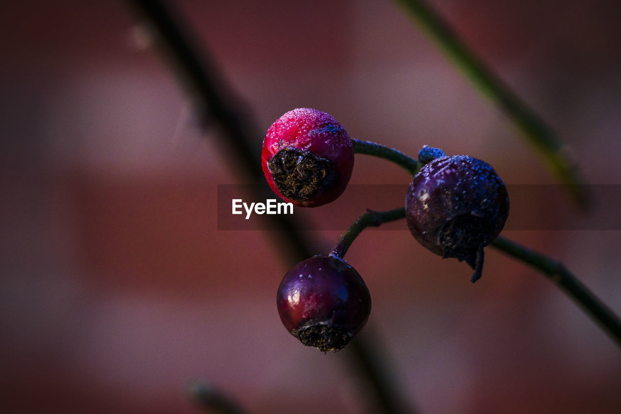 CLOSE-UP OF BERRIES ON PLANT