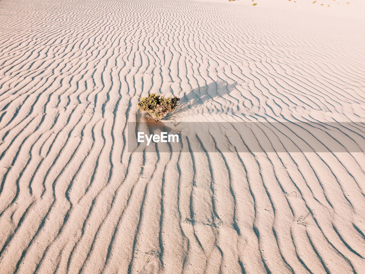 HIGH ANGLE VIEW OF LEAF ON SAND DUNE