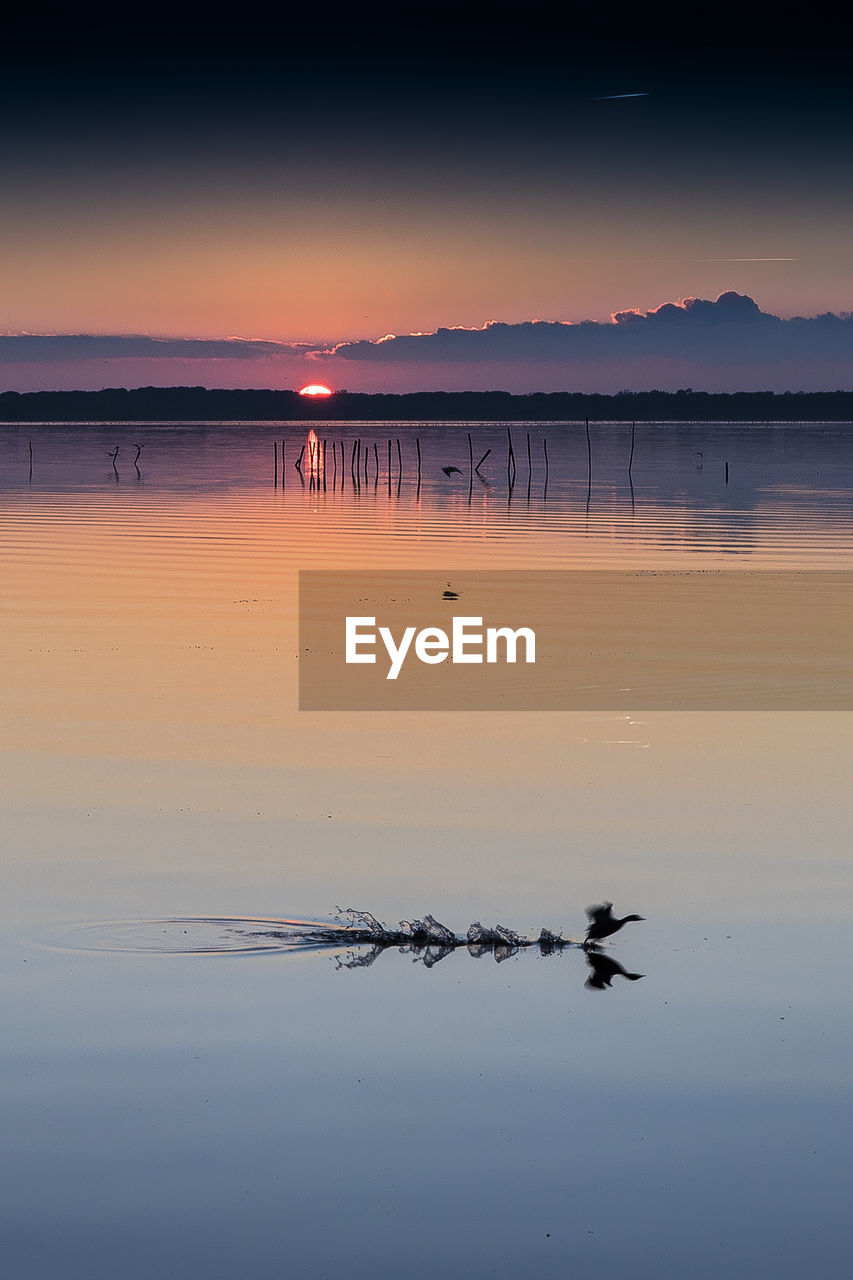Scenic view of bird landing on calm lake at sunset