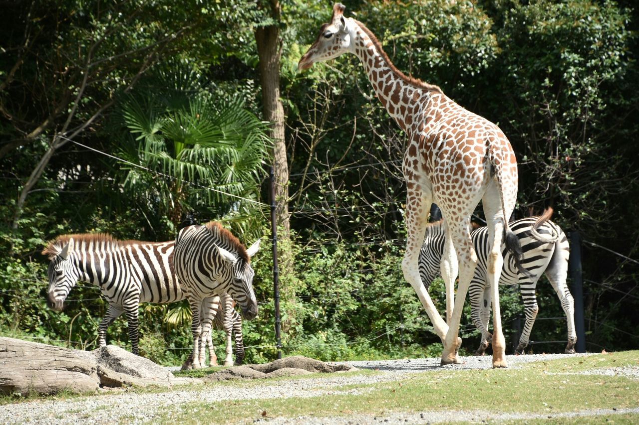 Animals roaming in forest