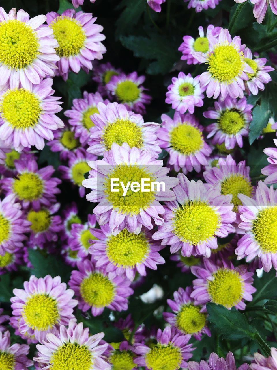 High angle view of purple flowering plants