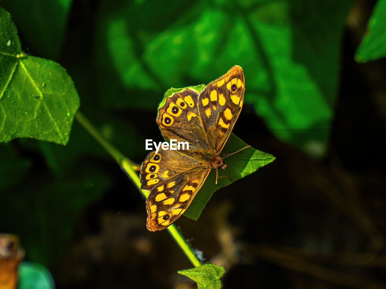 Close-up of butterfly on plant