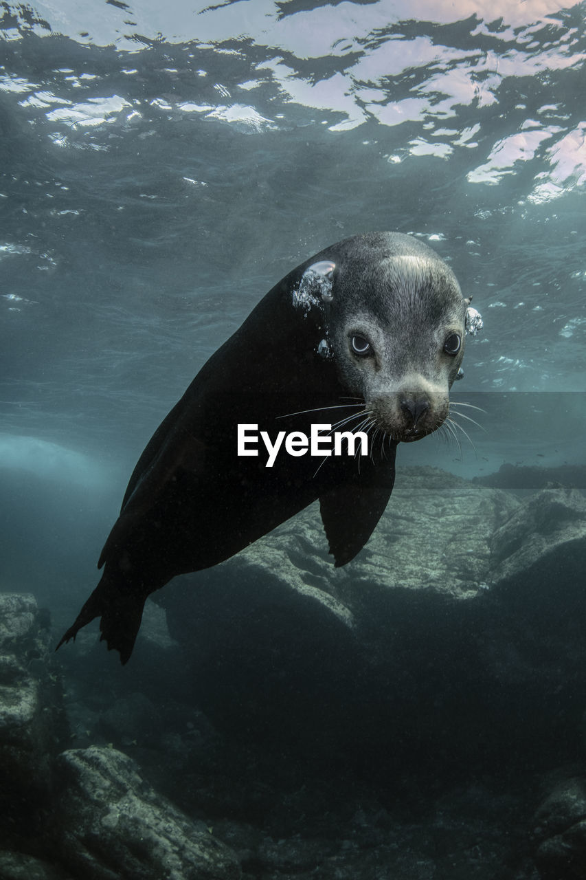 Sea lion swimming under sea