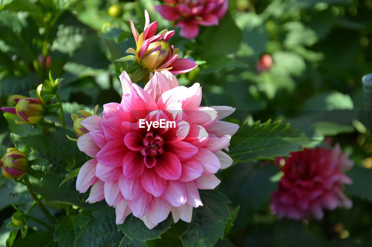 Close-up of pink dahlia flowers