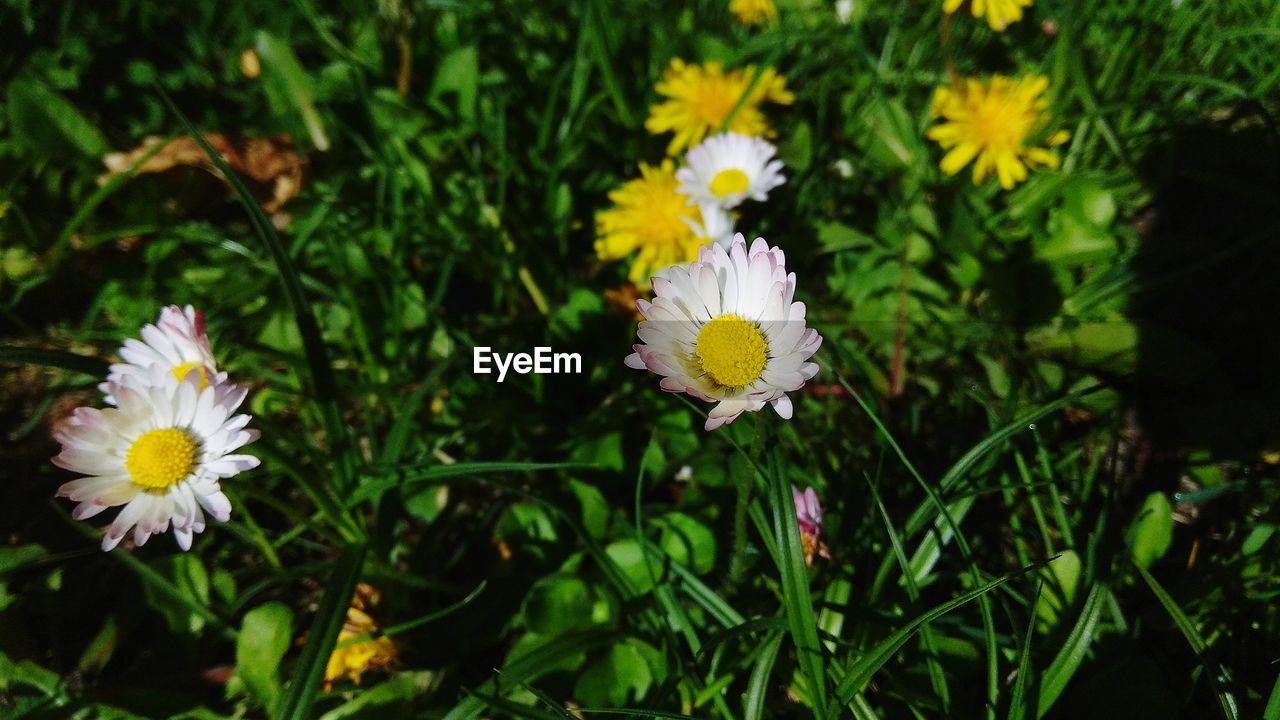 HIGH ANGLE VIEW OF DAISIES ON FIELD