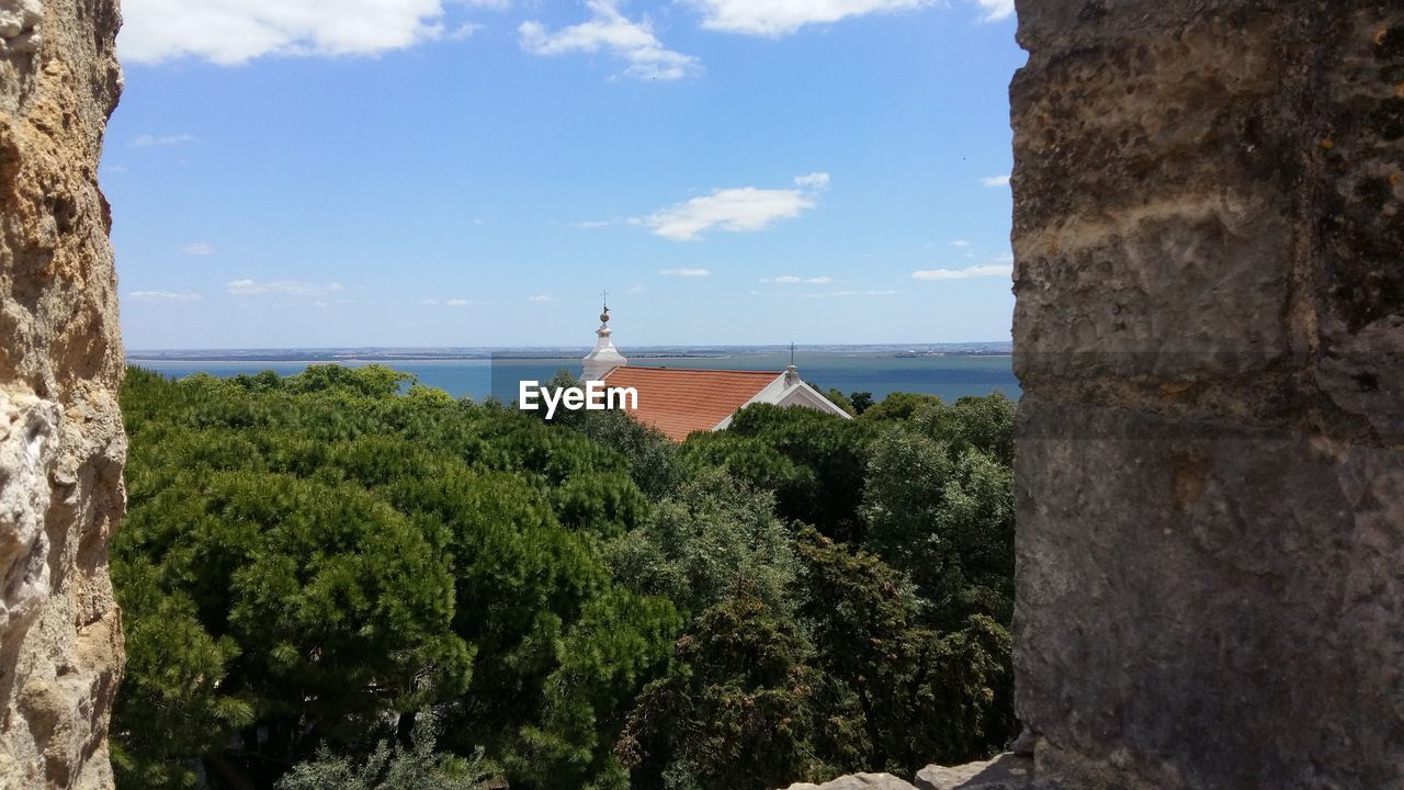 TREES AND SEA AGAINST SKY