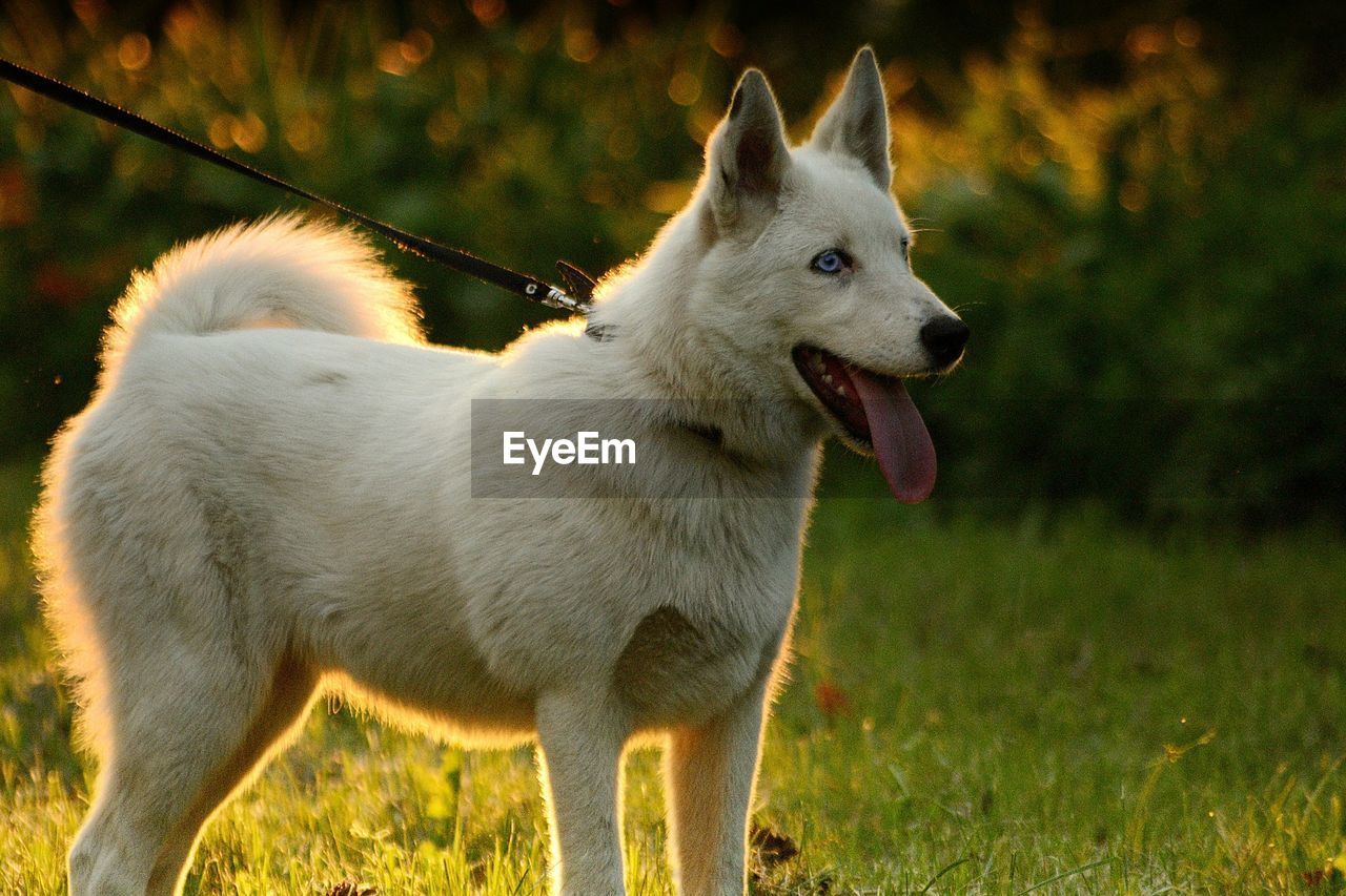 Close-up of siberian husky in lawn