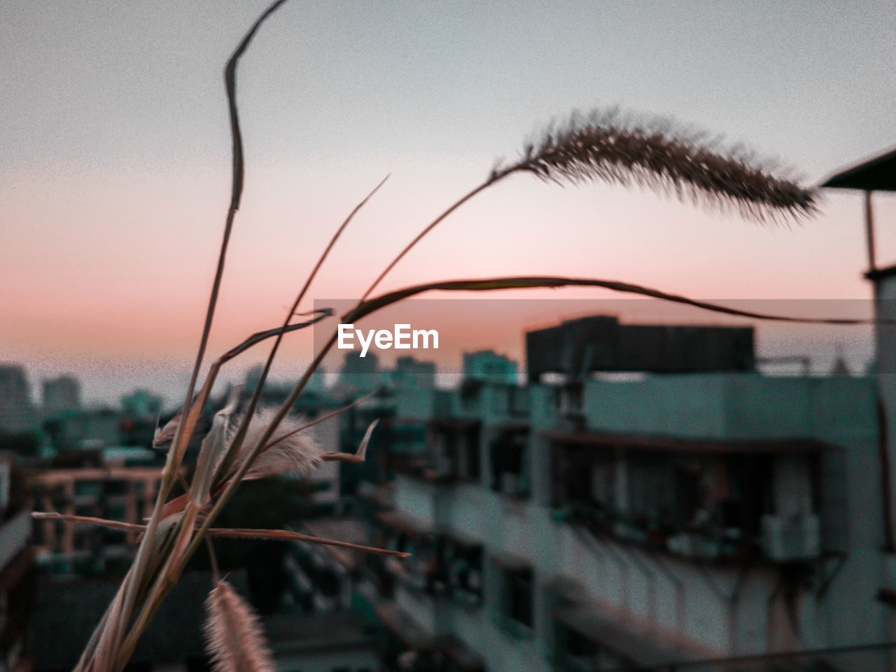 CLOSE-UP OF SILHOUETTE PLANT AGAINST BUILDINGS IN CITY