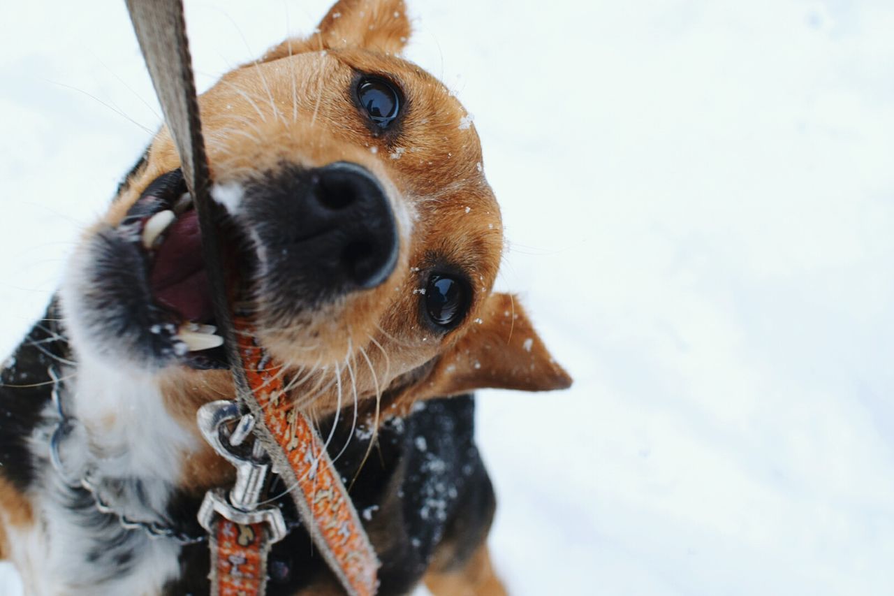 Close-up of dog holding pet leash in mouth