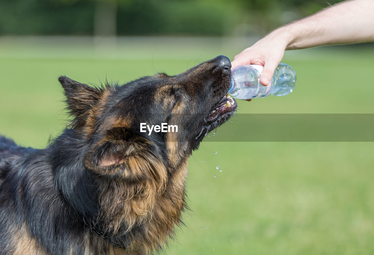 Close-up of a dog drinking water from a bottle held by a persons hands