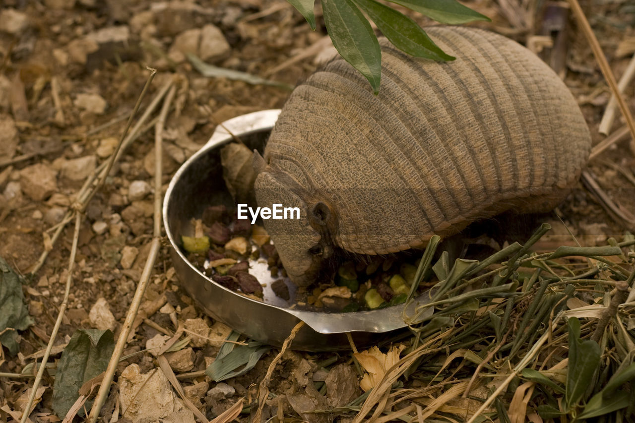 Armadillo at the jerusalem zoo jerusalem, israel