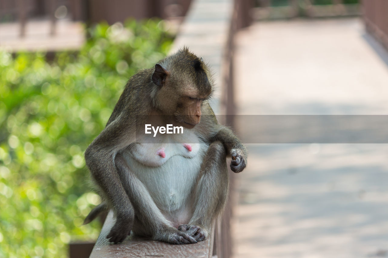 Crab-eating macaque