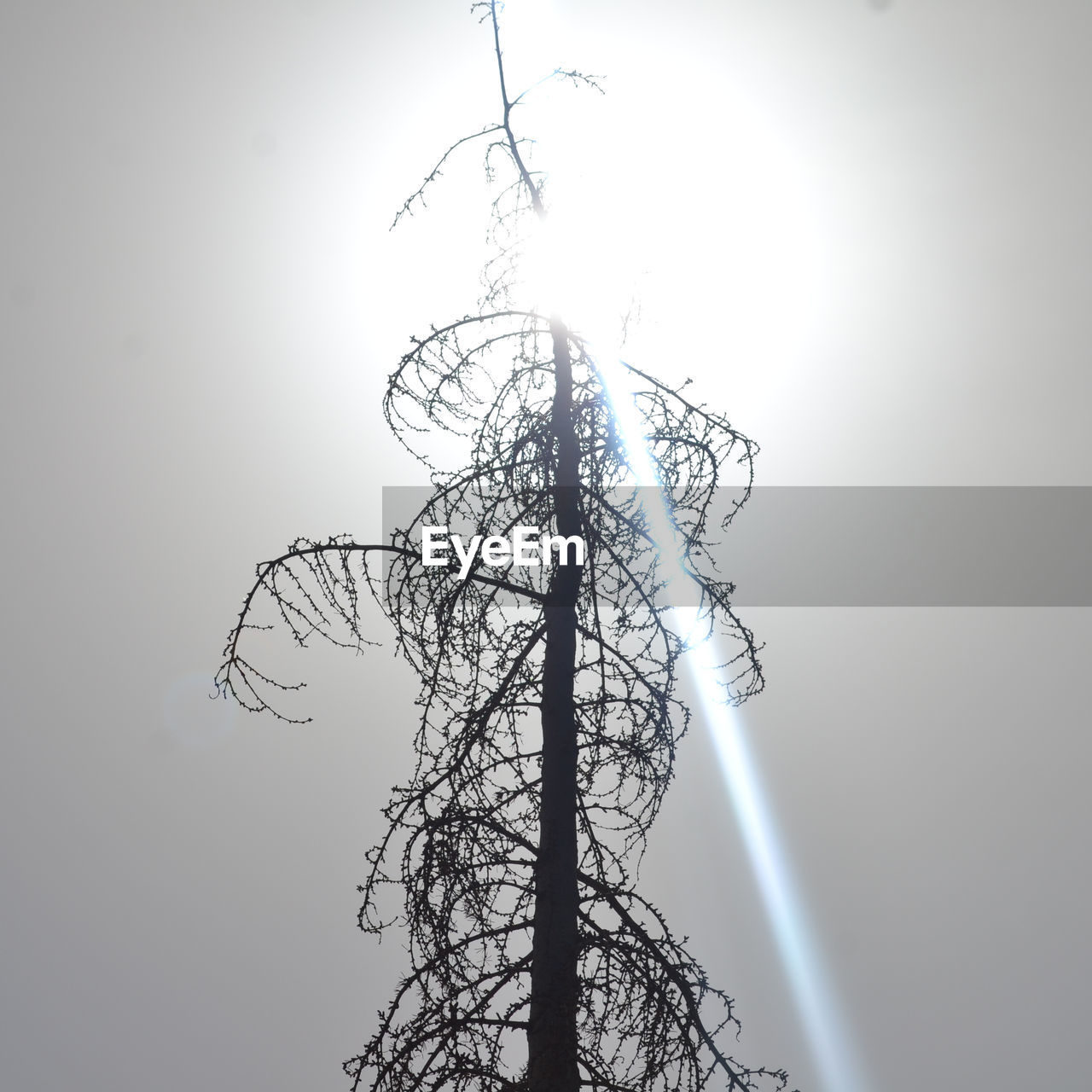LOW ANGLE VIEW OF TREE AGAINST SKY